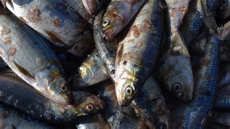 worms in fish|You're probably eating worms and don't even realize it.